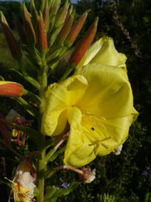 Oenothera glazioviana